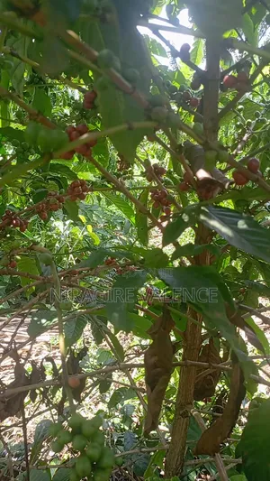 3 Acre Coffee Land