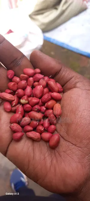 Wholesale Very Clean Sorted Ground Nuts at Good Price