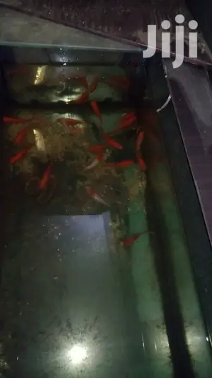 Gold Fish in a Pond
