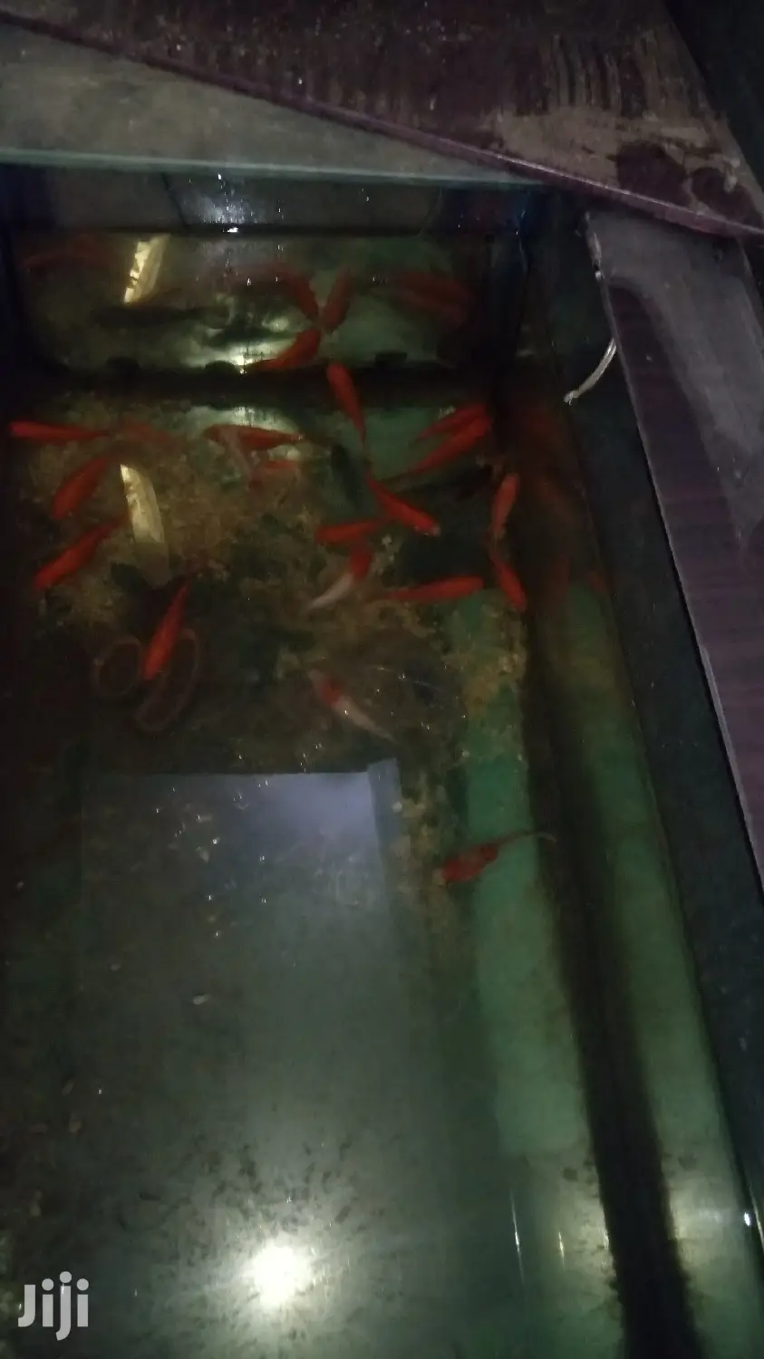 Gold Fish in a Pond