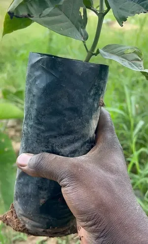 Porting Bags