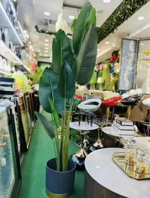 Banana Leaf Plants