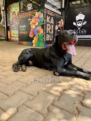 1+ year Male Purebred Boerboel