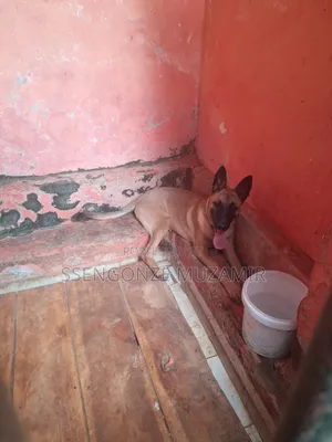 3-6 months Female Purebred Belgian Malinois
