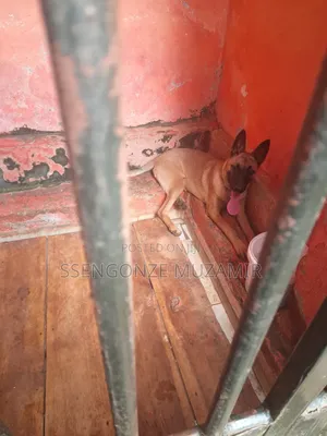 3-6 months Female Purebred Belgian Malinois