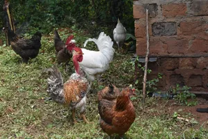 JR Local Chicken