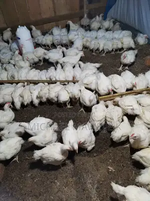 Broilers for Sale