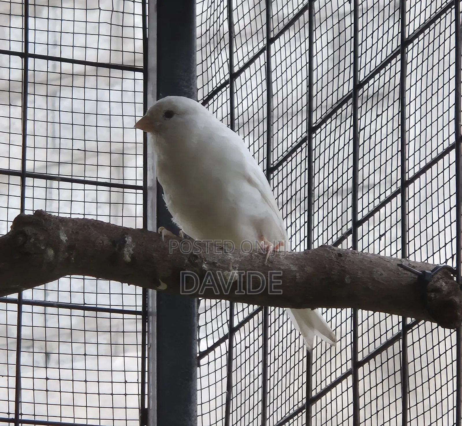 Domestic Canaries