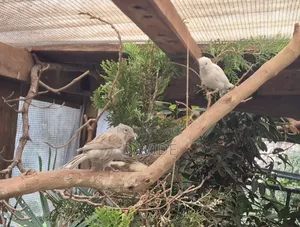 Domestic Canaries