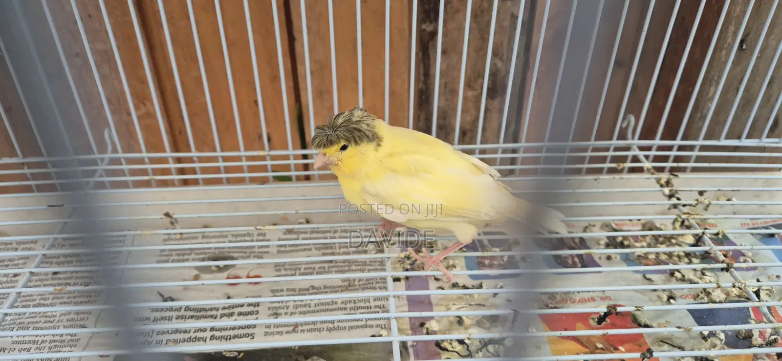 Domestic Canaries