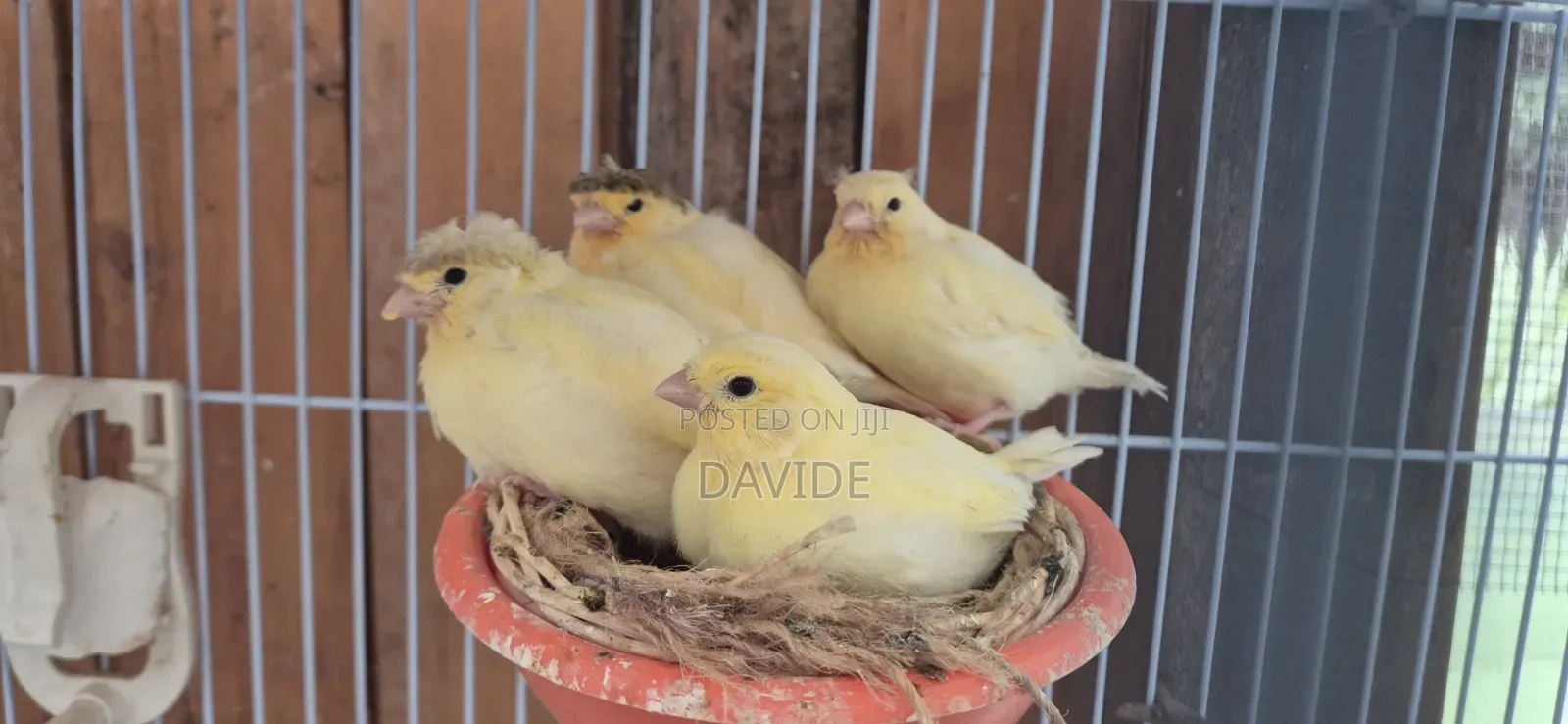 Domestic Canaries