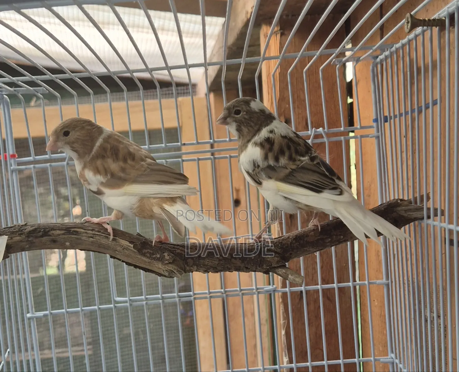 Domestic Canaries