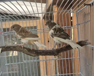 Domestic Canaries