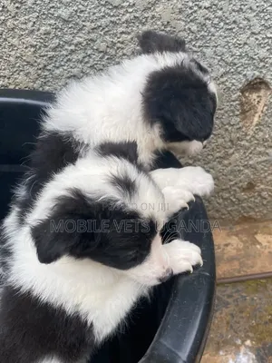 1-3 months Female Purebred Japanese Spitz