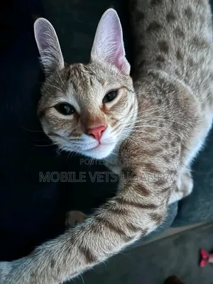 1-3 months Male Purebred Abyssinian