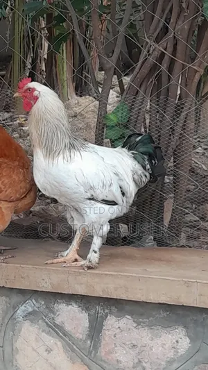 Zali20 Farmer