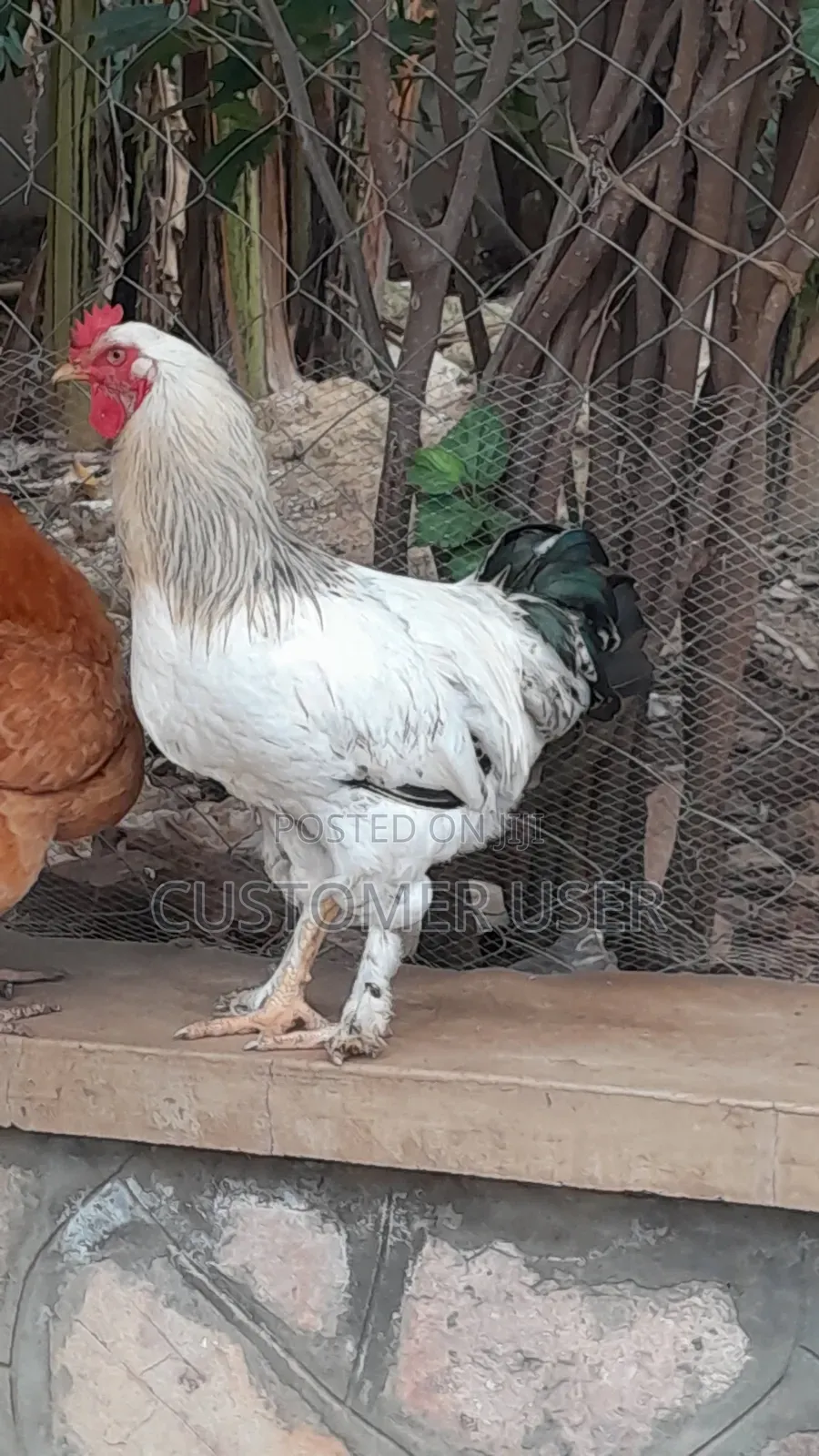 Zali20 Farmer
