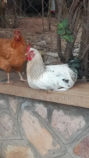 Zali20 Farmer