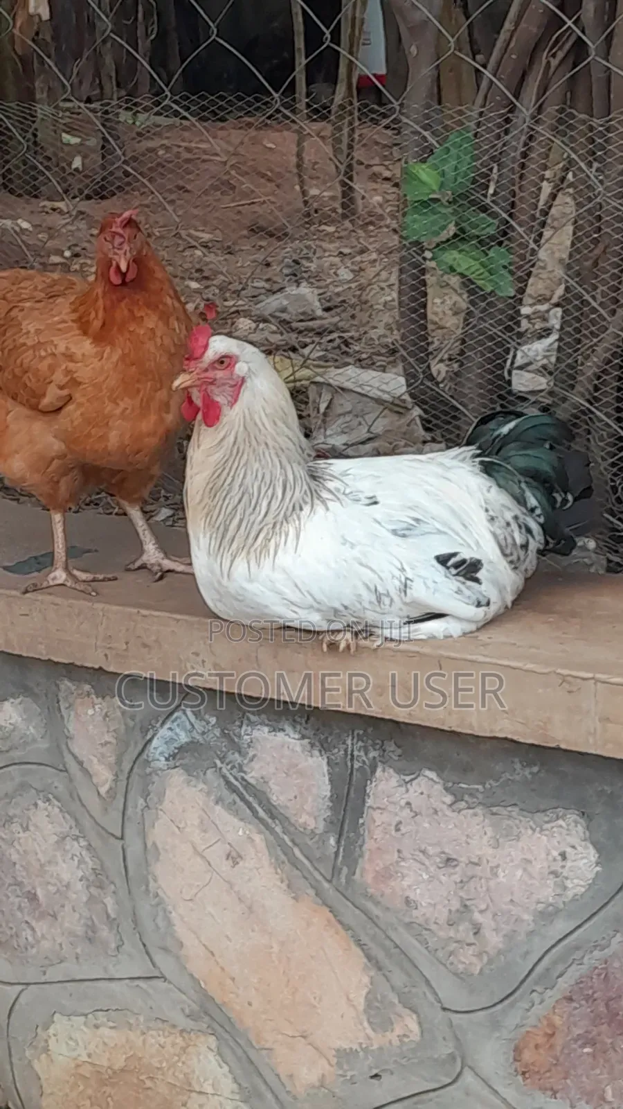 Zali20 Farmer