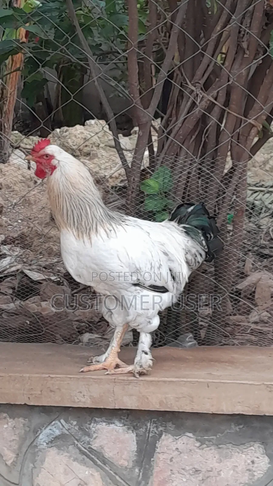 Zali20 Farmer