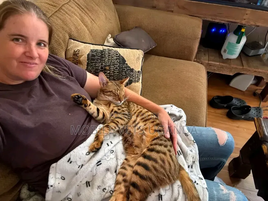 1-3 months Female Purebred Savannah