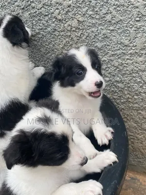 1-3 months Male Purebred Japanese Chin