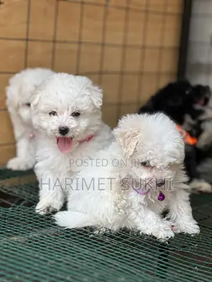 1-3 months Male Purebred Maltese