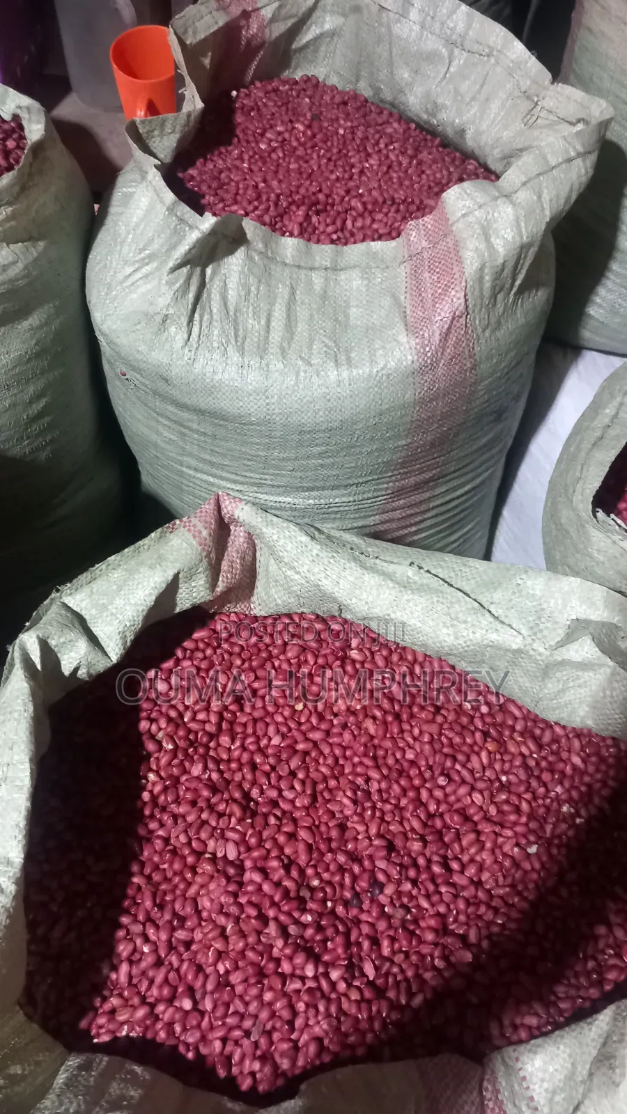Well Sorted Ground Nuts