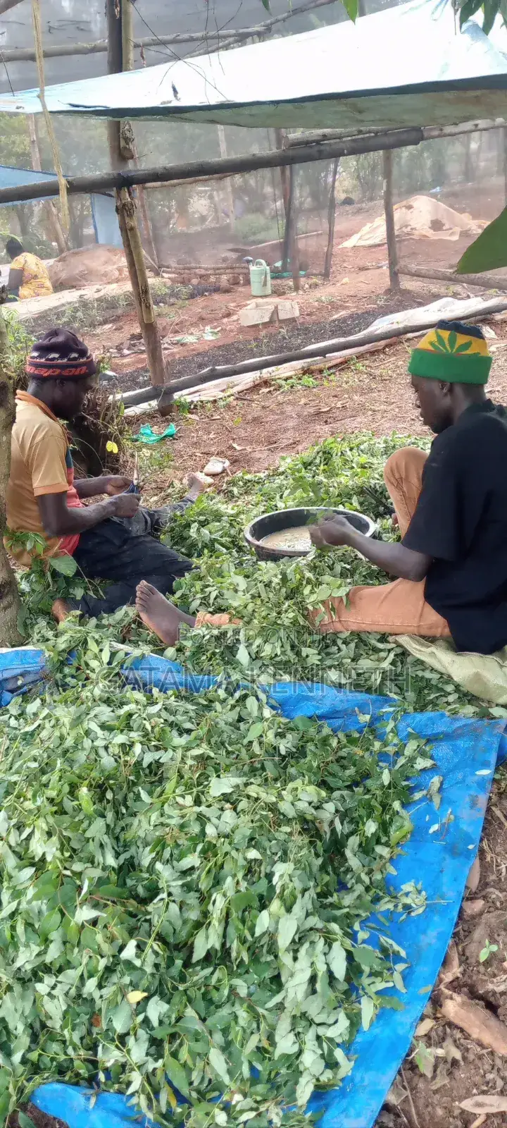 Commercial Eucalyptus Gu Seedlings