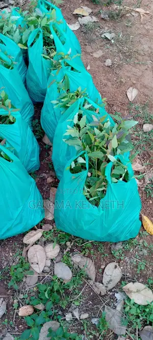 Commercial Eucalyptus Gu Seedlings
