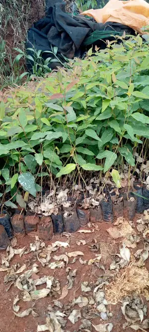Commercial Eucalyptus Gu Seedlings