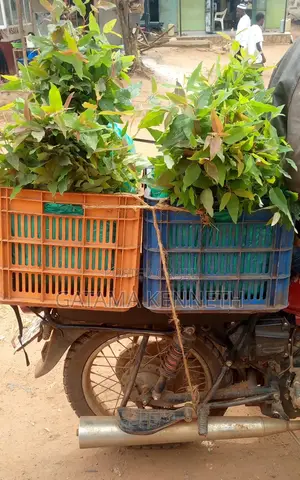 Commercial Eucalyptus Gu Seedlings