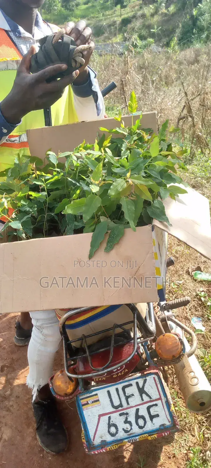 Commercial Eucalyptus Gu Seedlings