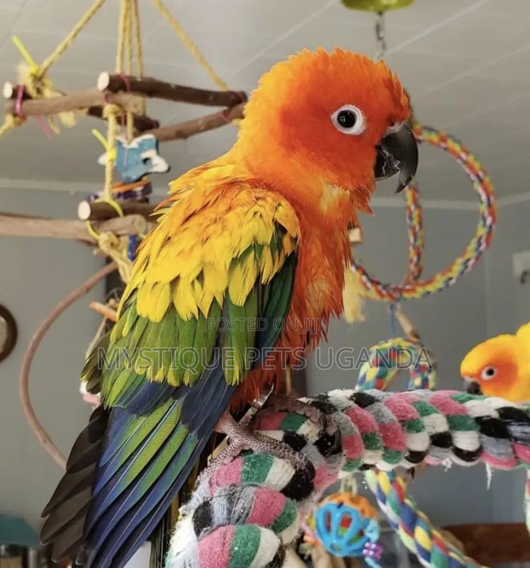 Beatiful Parrots