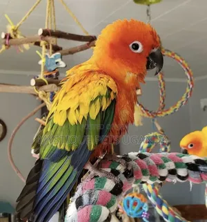 Beatiful Parrots