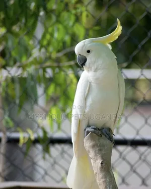 Beatiful Parrots