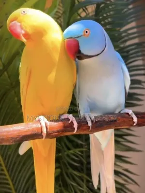 Beatiful Parrots