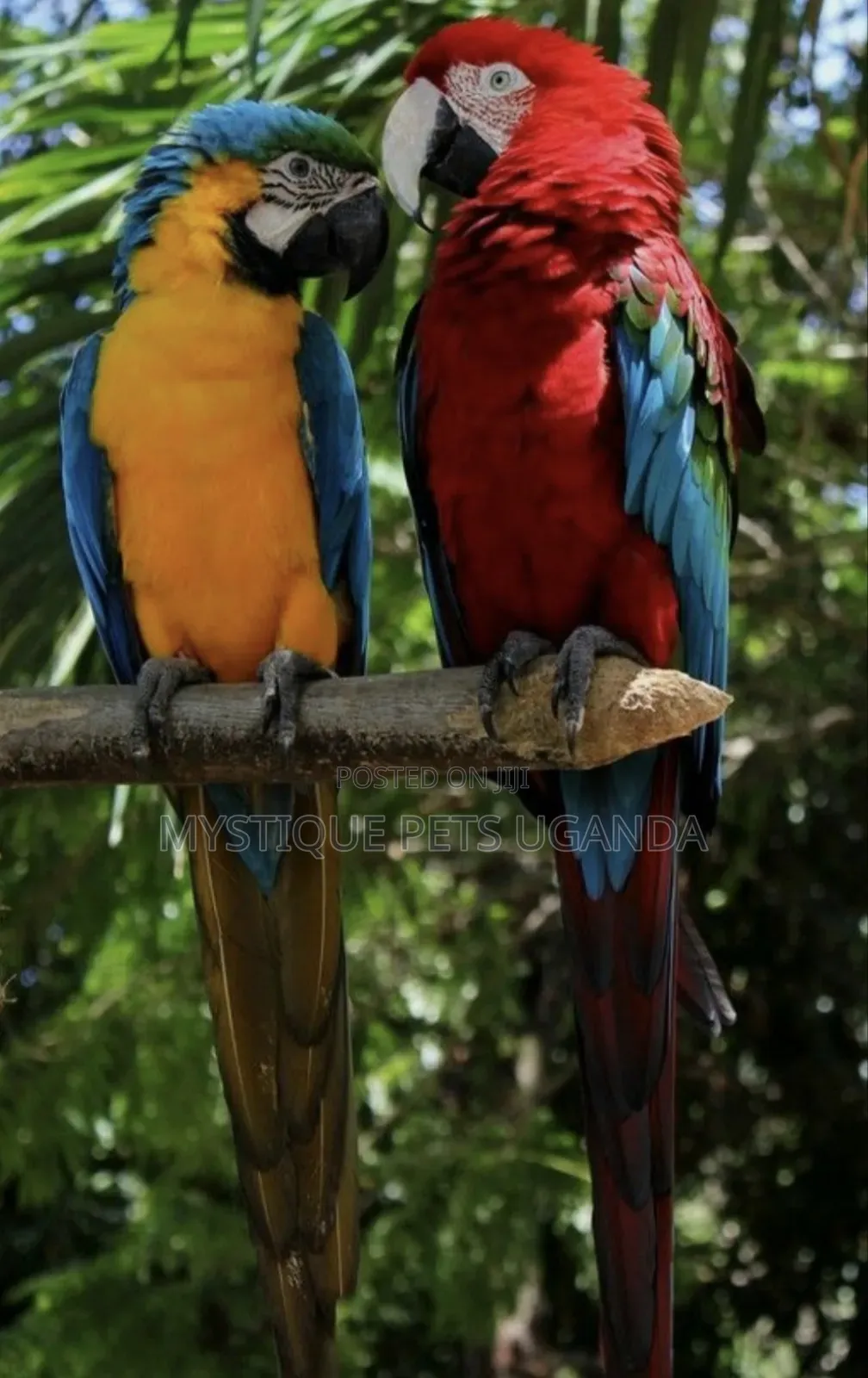 Beatiful Parrots