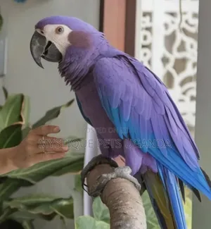 Beatiful Parrots