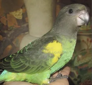 Parrot Birds