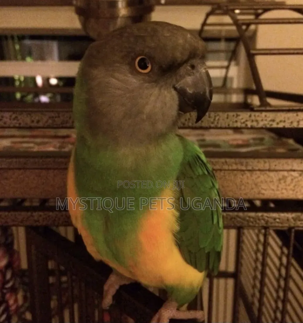 Parrot Birds