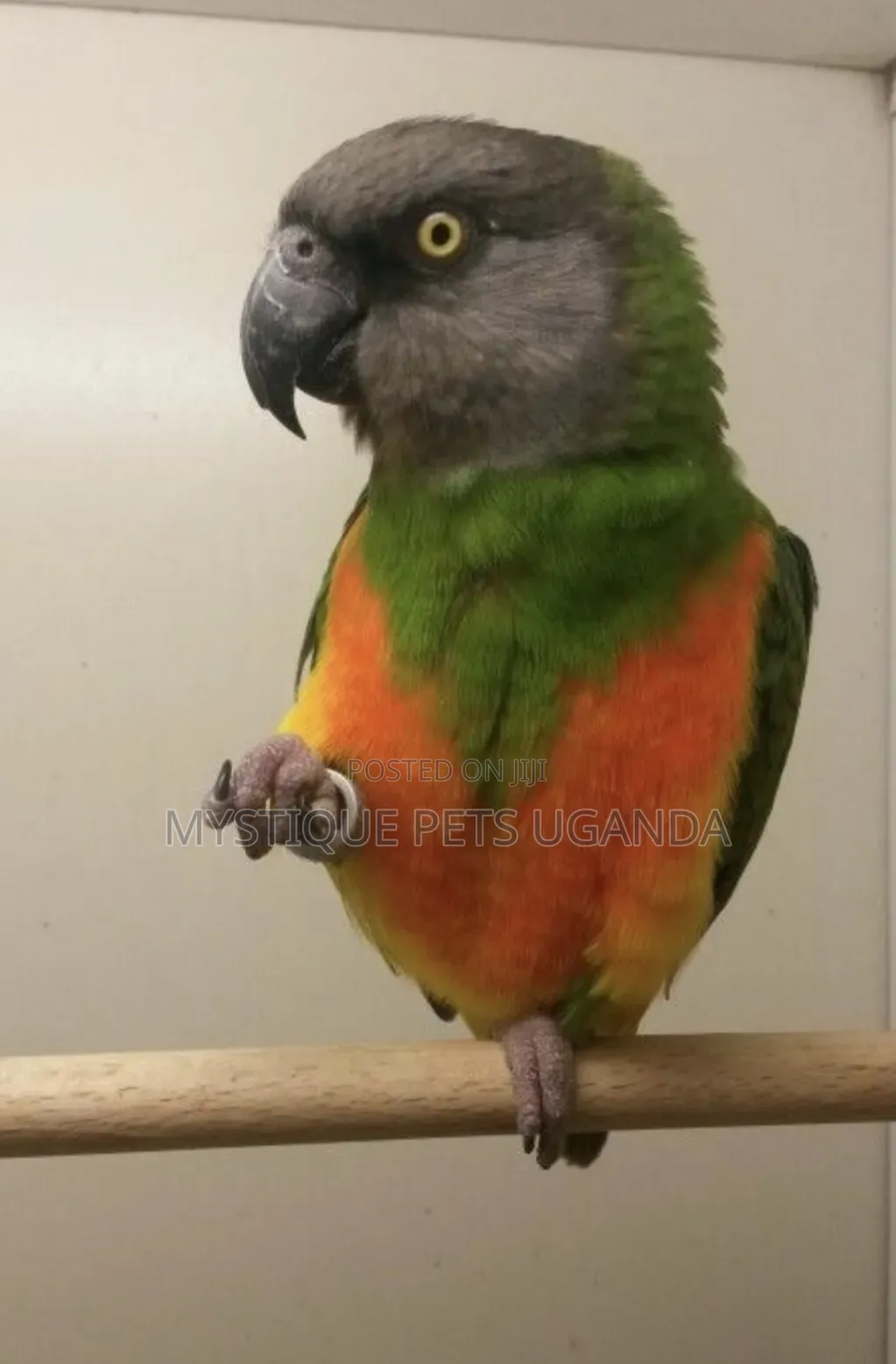 Parrot Birds
