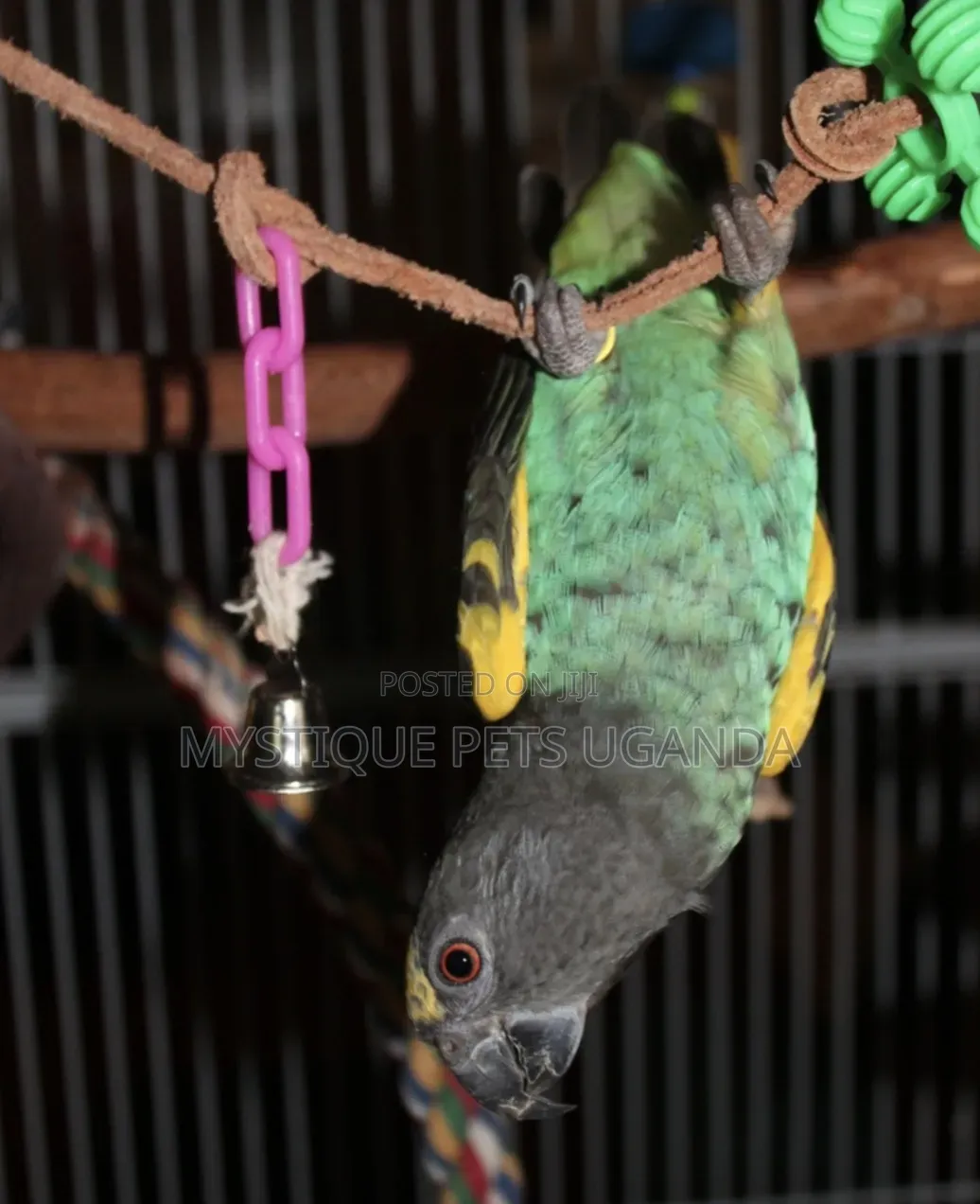Parrot Birds