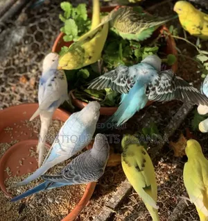 Trained Budgies