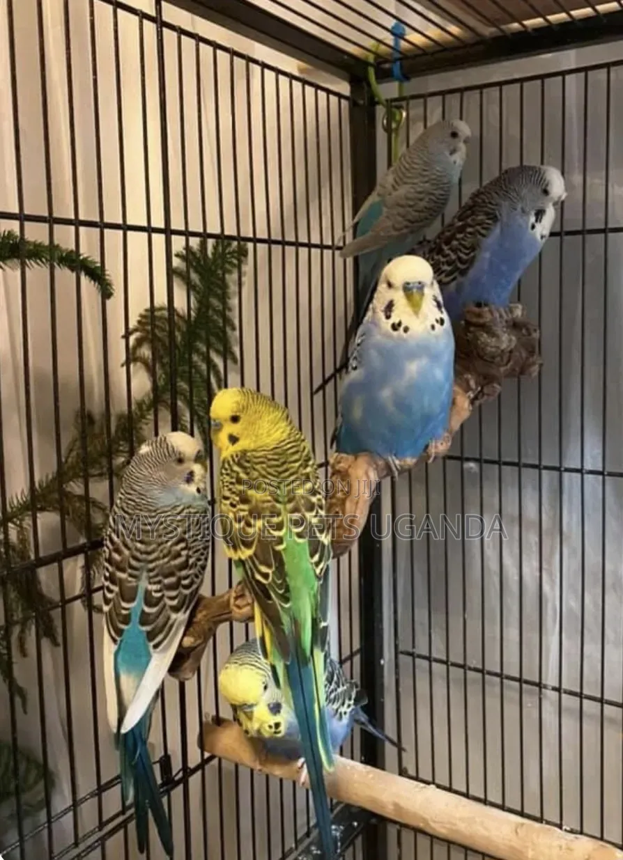 Trained Budgies
