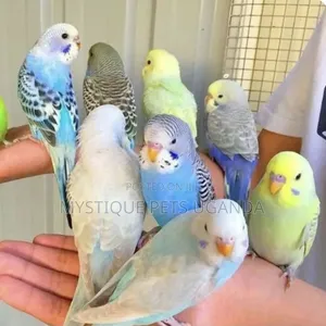 Trained Budgies