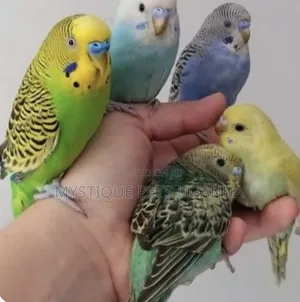 Trained Budgies