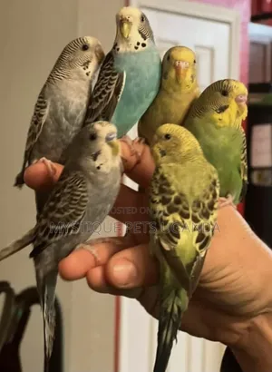 Trained Budgies