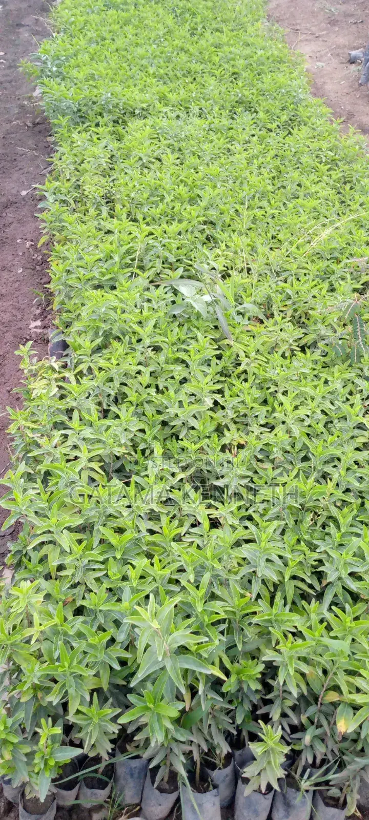 Kei Apple/Davyalis Caffra Seedlings