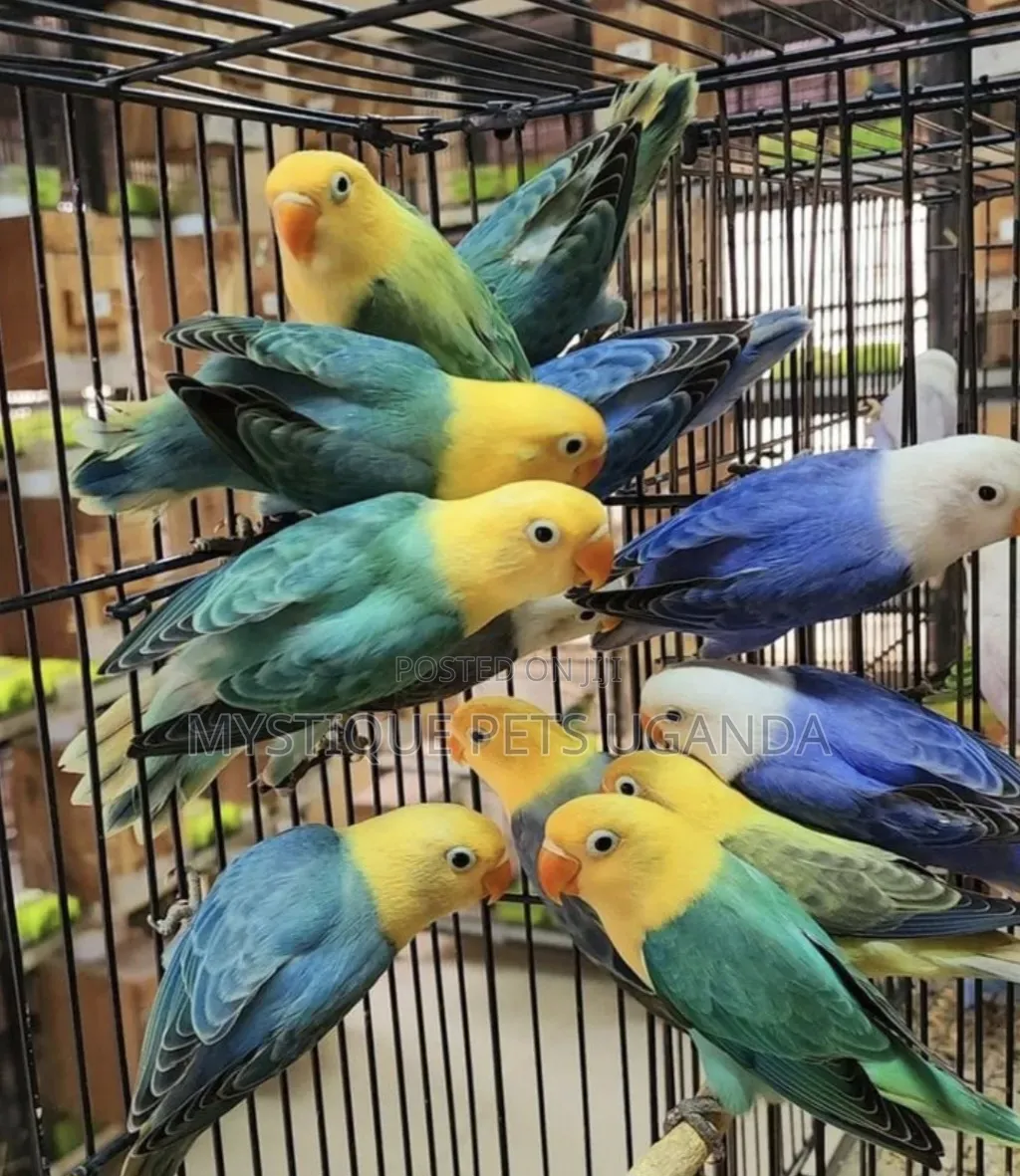 Tamed Lovebirds